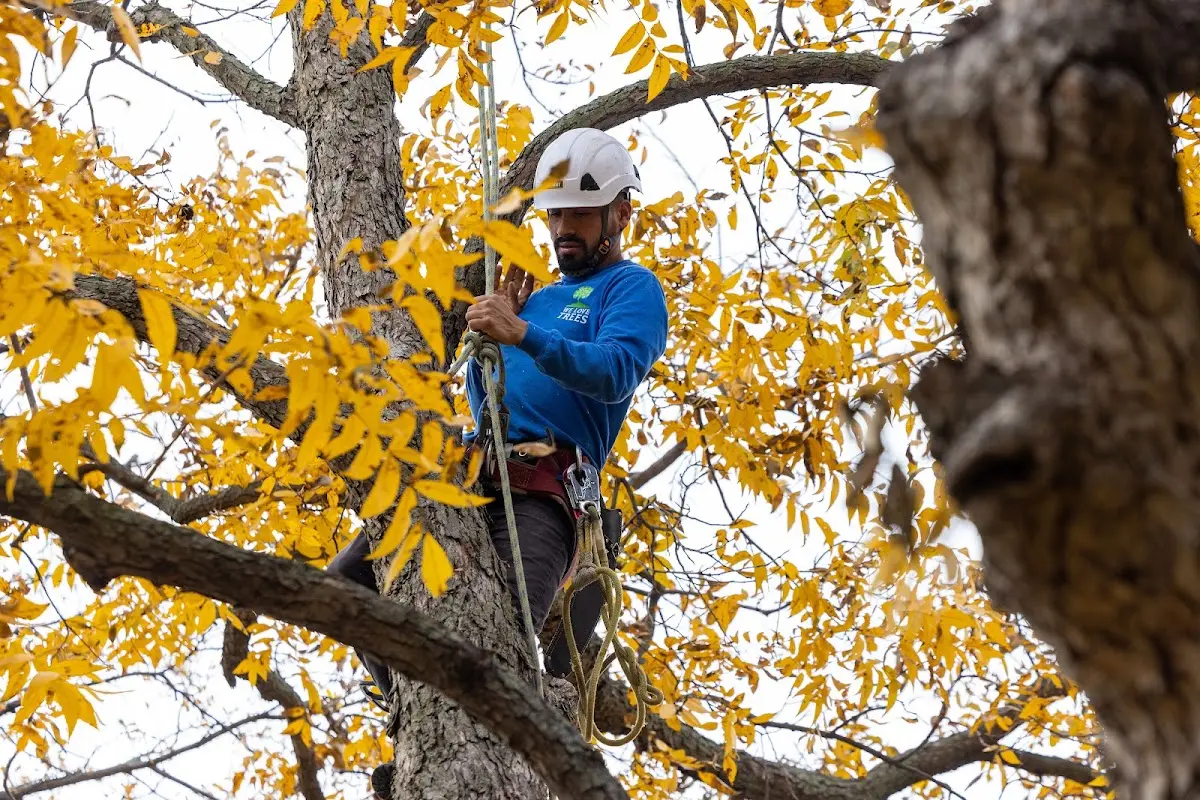 Skilled Tree Pruning crew working in Harrisonburg
